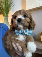 Leo, a male Cavapoo for sale in Carlsbad, CA – 5 of 10