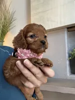 Hanna , a female Cavapoo for sale in Carlsbad, CA – 8 of 10