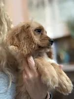 F1 Cavapoo Boy Tucker, a male Cavapoo for sale in Carlsbad, CA – 3 of 10