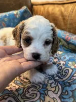 Minnie, a female Cavapoo for sale in Carlsbad, CA – 10 of 10
