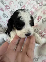 Toy Cavapoo girl 2, a female Cavapoo for sale in Carlsbad, CA – 5 of 10