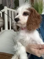 Cookie’s and Cream (Cookie) , a female Cavapoo for sale in Carlsbad, CA – 10 of 10