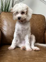 Fiona, a female Cavapoo and Poodle - Miniature  for sale in Carlsbad, CA – 10 of 10