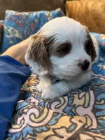 Clyde, a male Cavapoo for sale in Carlsbad, CA – 2 of 9