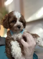 Tucker, a male Cavapoo for sale in Carlsbad, CA – 2 of 10
