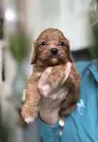 Buddy, a male Cavapoo for sale in Carlsbad, CA – 9 of 10