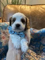 Crash , a male Cavapoo for sale in Carlsbad, CA – 4 of 10
