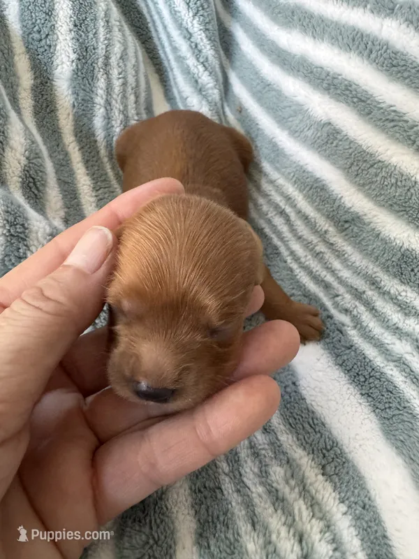 Red Cavapoo boy 1 – Cavapoo puppy for sale in Carlsbad, CA
