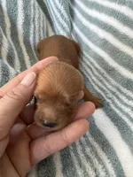 Red Cavapoo boy 1, a male Cavapoo for sale in Carlsbad, CA – 1 of 10