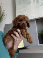 Maize , a female Cavapoo for sale in Carlsbad, CA – 9 of 10
