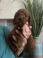 Little Red- Toy Cavapoo girl , a female Cavapoo for sale in Carlsbad, CA – 5 of 9