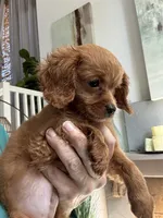Tiny Tim, a male Cavapoo for sale in Carlsbad, CA – 5 of 10