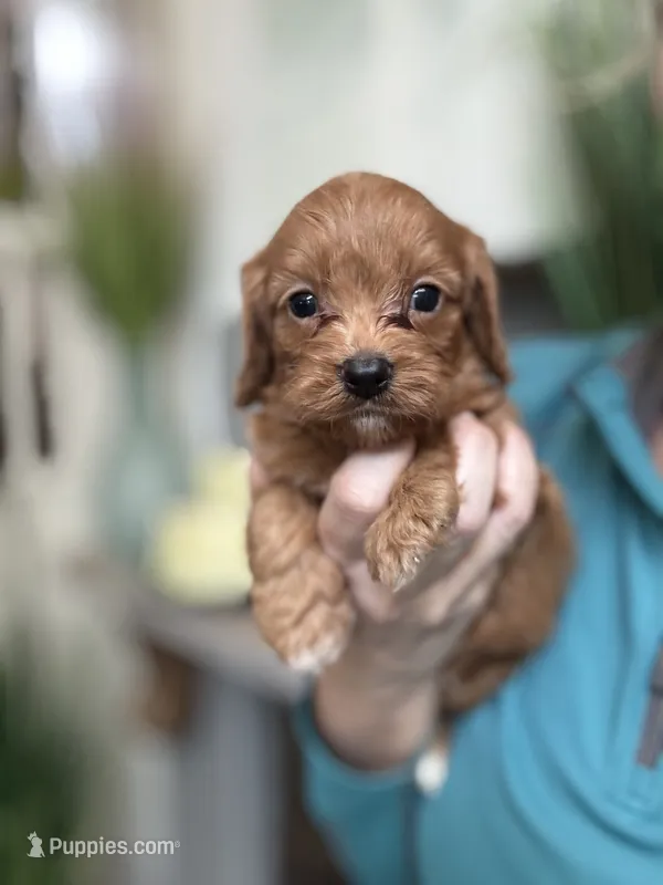 Buddy – Cavapoo puppy for sale in Carlsbad, CA