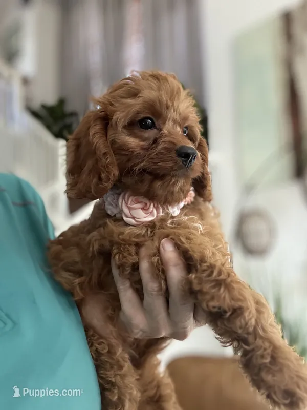 Ginger- red toy Cavapoo  – Cavapoo puppy for sale in Carlsbad, CA