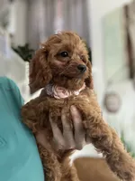 Ginger- red toy Cavapoo , a female Cavapoo for sale in Carlsbad, CA – 1 of 10