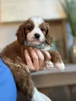 Henry, a male Cavapoo for sale in Carlsbad, CA – 10 of 10