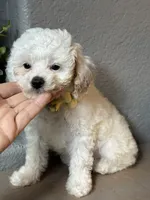 Maggie, a female Cavapoo and Poodle - Miniature  for sale in Carlsbad, CA – 3 of 10