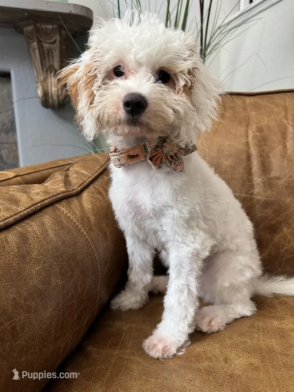 Fiona – Cavapoo, Poodle - Miniature  puppy for sale in Carlsbad, CA