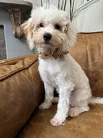Fiona, a female Cavapoo and Poodle - Miniature  for sale in Carlsbad, CA – 1 of 10