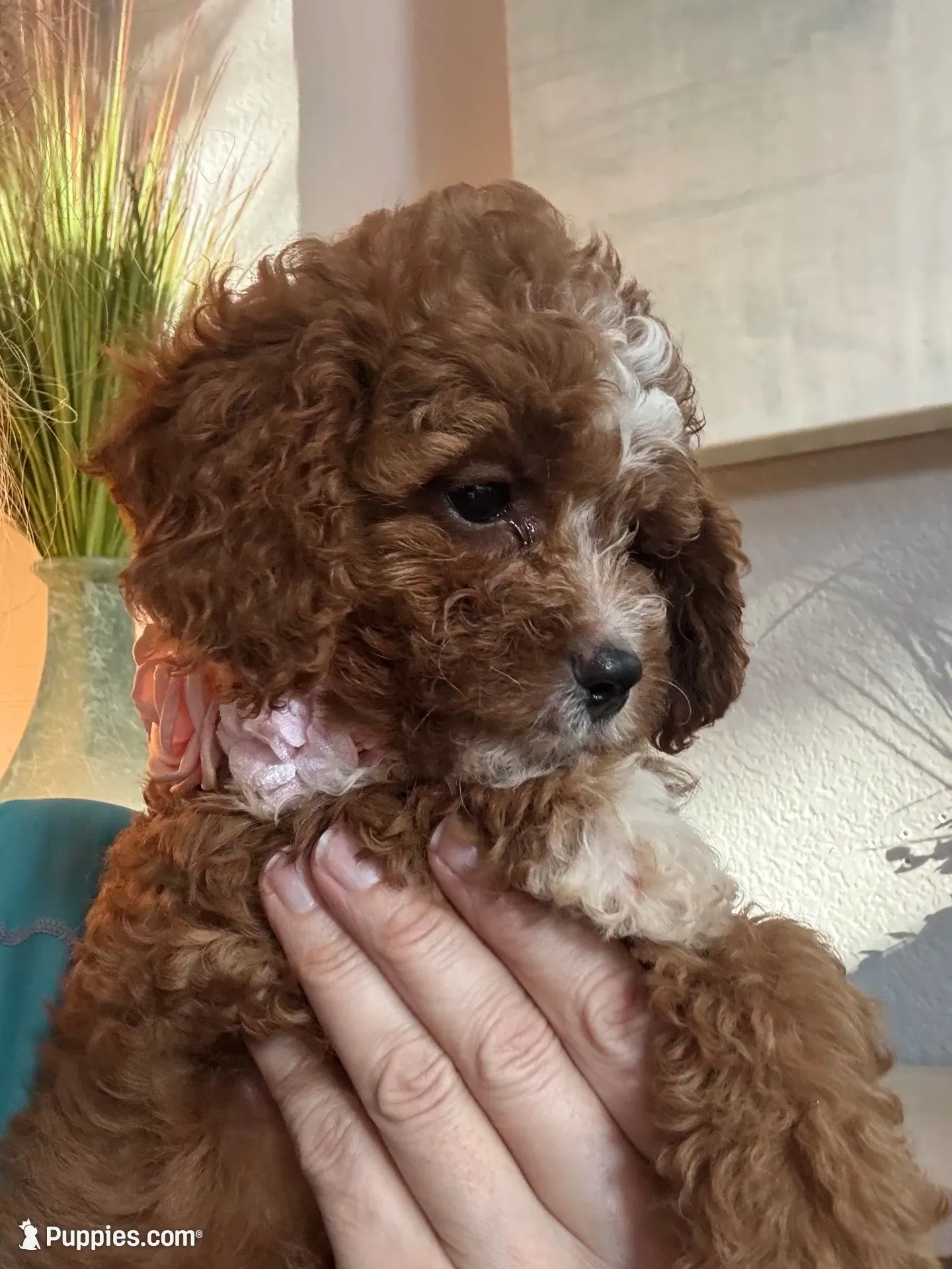 Willow, a female Cavapoo for sale in Carlsbad, CA – 1 of 10