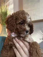Willow, a female Cavapoo for sale in Carlsbad, CA – 10 of 10