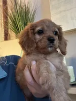 F1 Cavapoo girl 6, a female Cavapoo for sale in Carlsbad, CA – Photo 5 of 10