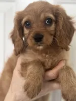 F1 Cavapoo girl 6, a female Cavapoo for sale in Carlsbad, CA – Photo 3 of 10