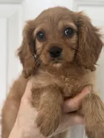 F1 Cavapoo girl 6, a female Cavapoo for sale in Carlsbad, CA – Photo 8 of 10