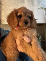 F1 Cavapoo girl 6, a female Cavapoo for sale in Carlsbad, CA – Photo 6 of 10
