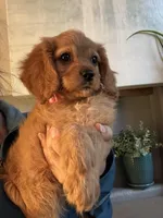 F1 Cavapoo girl 6, a female Cavapoo for sale in Carlsbad, CA – Photo 2 of 10