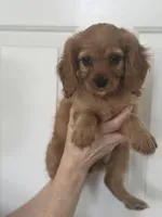 F1 Cavapoo girl 6, a female Cavapoo for sale in Carlsbad, CA – Photo 9 of 10