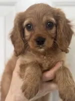 F1 Cavapoo girl 6, a female Cavapoo for sale in Carlsbad, CA – Photo 10 of 10