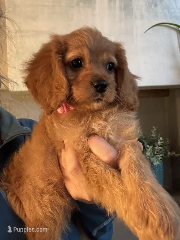 F1 Cavapoo girl 6 – Cavapoo puppy for sale in Carlsbad, CA