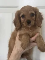 F1 Cavapoo girl 6, a female Cavapoo for sale in Carlsbad, CA – Photo 4 of 10