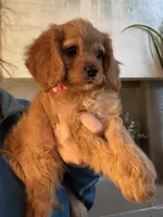 F1 Cavapoo girl 6, a female Cavapoo for sale in Carlsbad, CA – Photo 7 of 10