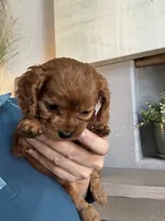 Hanna , a female Cavapoo for sale in Carlsbad, CA – 2 of 10