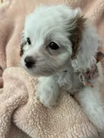 Sweet Pea , a female Cavapoo for sale in Carlsbad, CA – 2 of 10