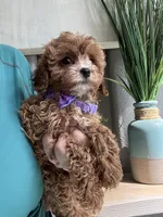 Fanny, a female Cavapoo for sale in Carlsbad, CA – 8 of 10