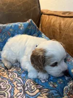Bonnie, a female Cavapoo for sale in Carlsbad, CA – 10 of 10