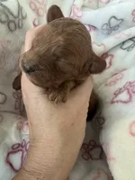 Ginger, a female Cavapoo for sale in Carlsbad, CA – 5 of 10
