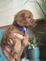 Toby red Cavapoo boy , a male Cavapoo for sale in Carlsbad, CA – 3 of 10