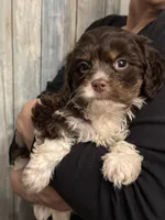 Tucker, a male Cavapoo for sale in Carlsbad, CA – Photo 1 of 10