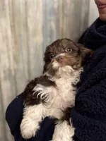 Tucker, a male Cavapoo for sale in Carlsbad, CA – Photo 9 of 10