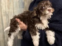 Tucker, a male Cavapoo for sale in Carlsbad, CA – Photo 5 of 10