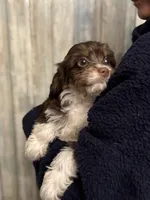 Tucker, a male Cavapoo for sale in Carlsbad, CA – Photo 6 of 10