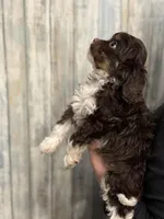 Tucker, a male Cavapoo for sale in Carlsbad, CA – Photo 2 of 10