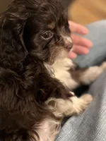 Tucker, a male Cavapoo for sale in Carlsbad, CA – Photo 8 of 10