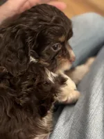 Tucker, a male Cavapoo for sale in Carlsbad, CA – Photo 10 of 10