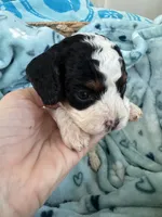 Toy Cavapoo boy 1 , a male Cavapoo for sale in Carlsbad, CA – 3 of 9