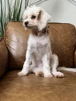 Fiona, a female Cavapoo and Poodle - Miniature  for sale in Carlsbad, CA – 6 of 10